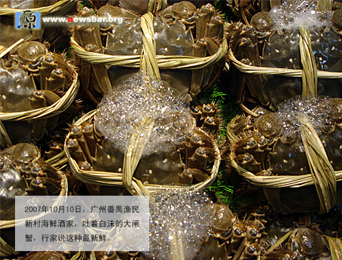 2007年10月10日,广州番禺渔民新村海鲜酒家,吐着白沫的大闸蟹,行家说这是最新鲜的。