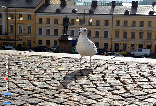 赫尔辛基大教堂外,市中心参议院广场上的沙皇亚历山大二世铜像和一只海鸥。