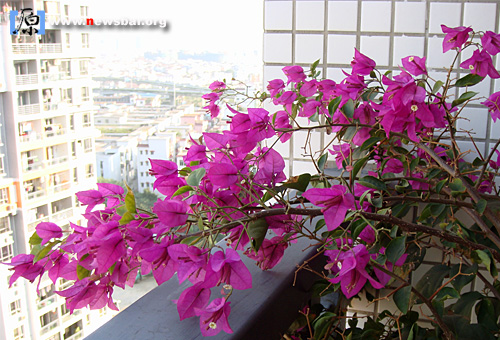 阳台上怒放的簕杜鹃。