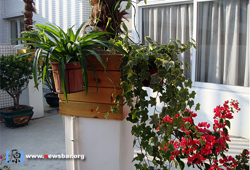 天台上的墨兰、长青藤和红色的簕杜鹃。