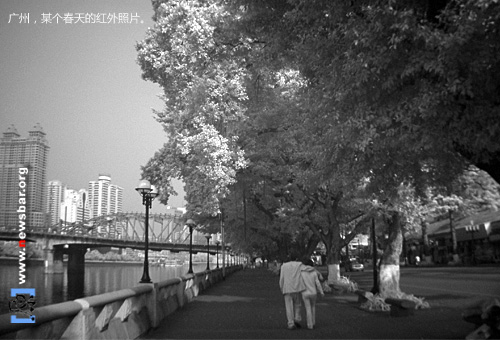 广州,某个春天的红外照片。索尼F707拍摄。