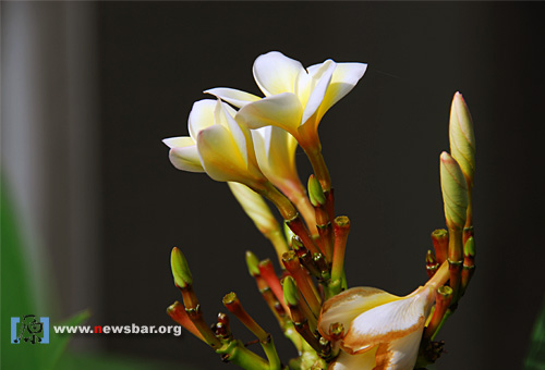大雨初晴，怒放的鸡蛋花……