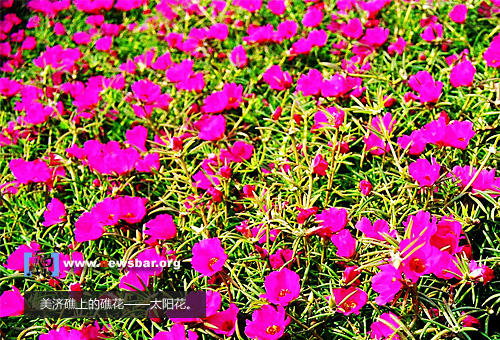 到美济礁去……。