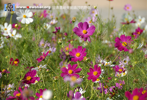 甘肃嘉峪关前怒放的野花。