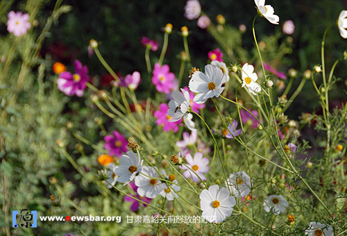 甘肃嘉峪关前怒放的野花。