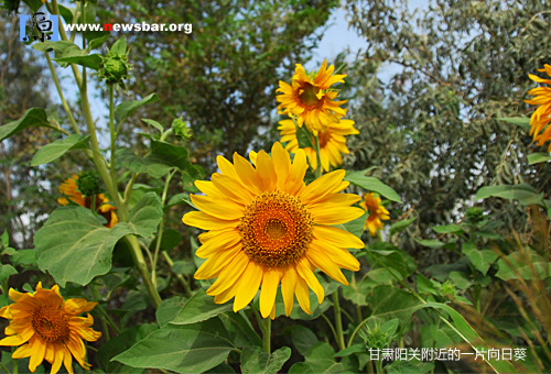 甘肃阳关附近一片向日葵。