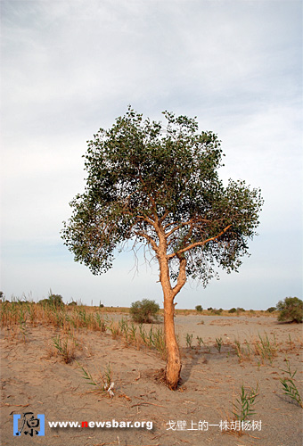 戈壁上一株胡杨树。